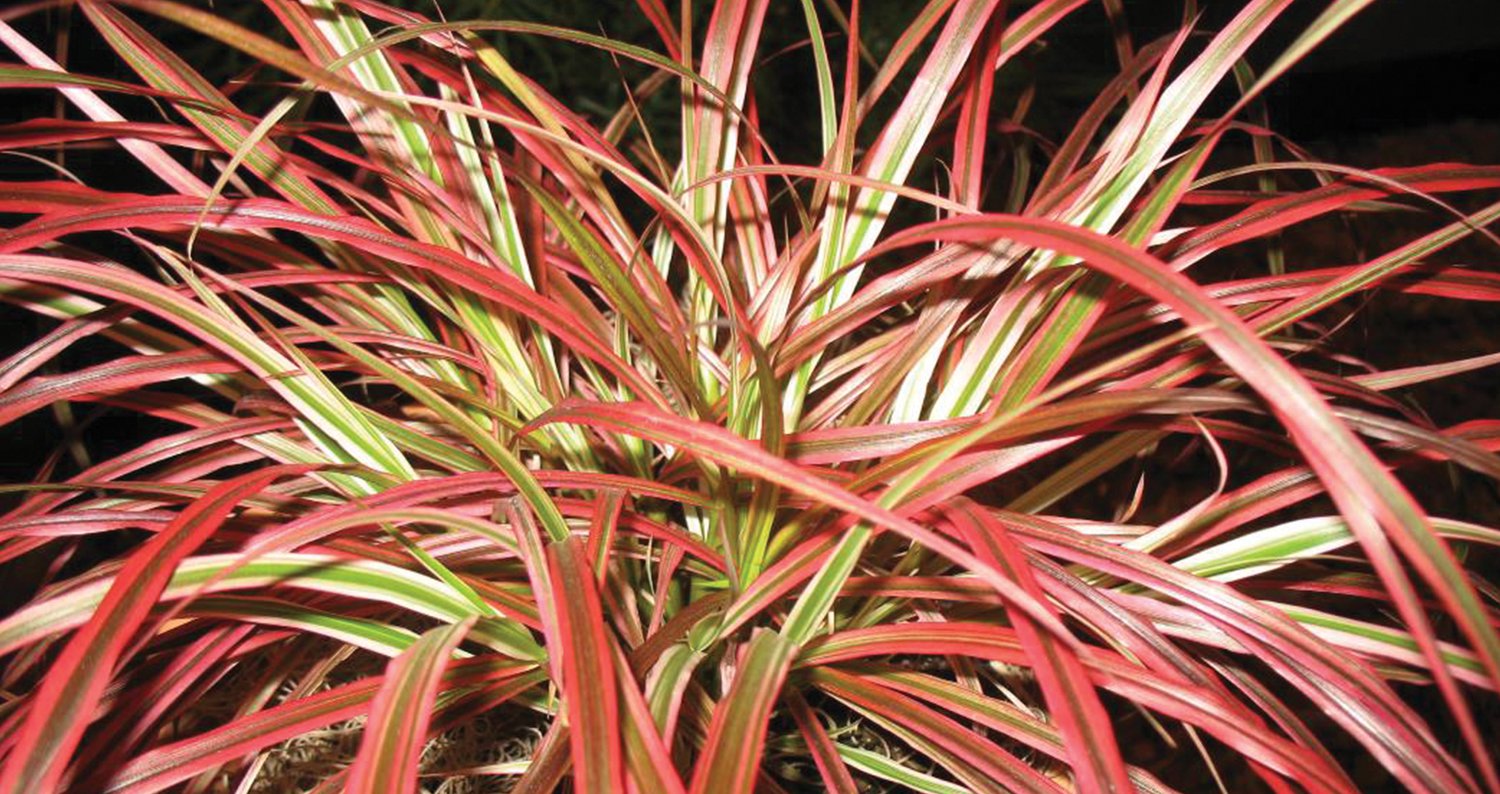 Fireworks fountain grass